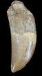 Serrated, Carcharodontosaurus Tooth - Partial Root #37431-1
